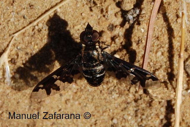 Exoprosopa jacchus (Bombyliidae)